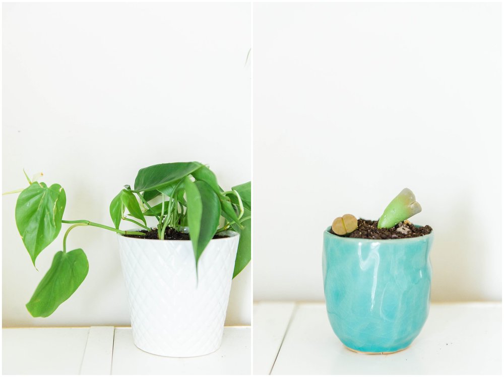  Left: Heart Leaf Philodendron Right: Lithop 