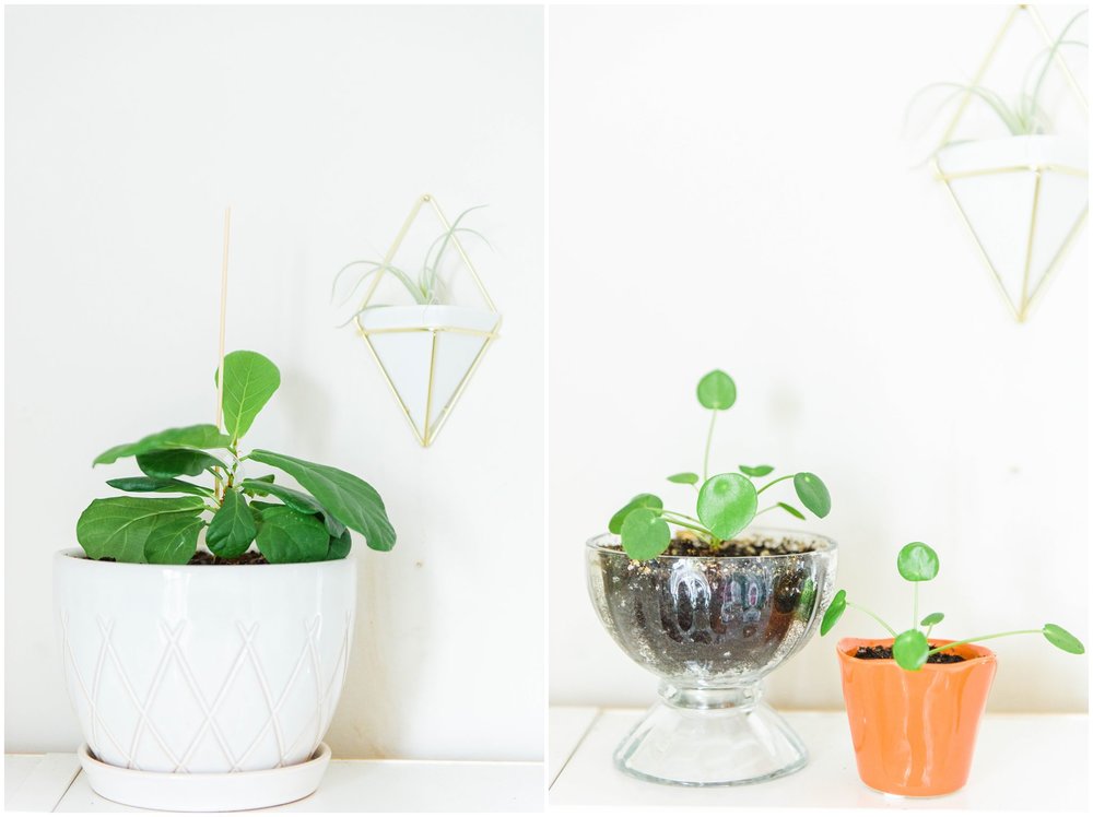  Left: Fiddle Leaf Fig Right: Propagated Pilea Plants for my mom!  