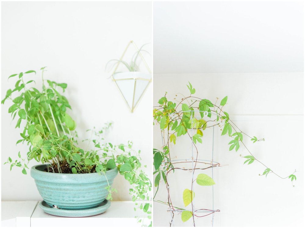  Left: Herbs! (Basil, oregano and baby cilantro) Right: Passion Fruit Vine (I don't actually recommend growing this one inside! I didn't think it would grow from seed... and then it literally went crazy!) 