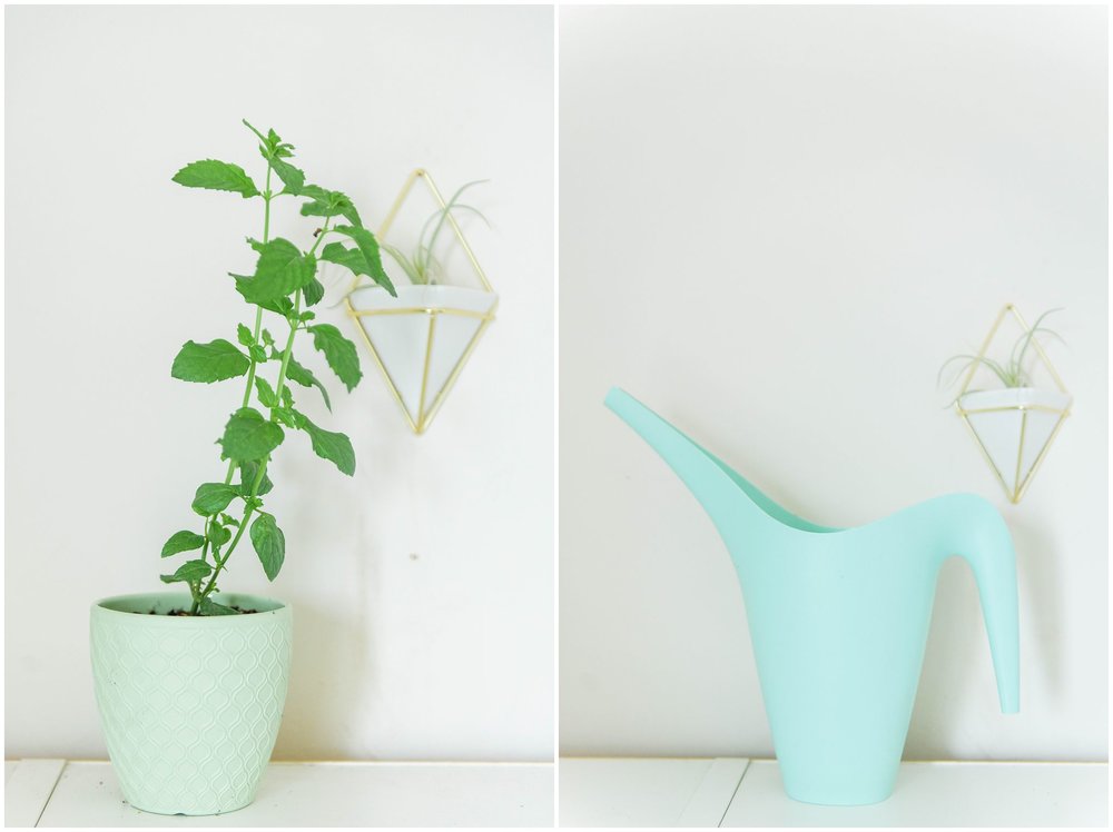  Left: Mint Right: My Favorite Watering Can 