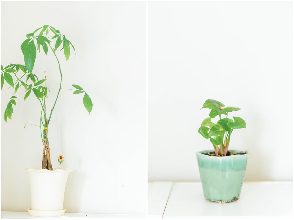  Left: Money Tree Right: I'm not actually 100% sure what this one is, but I think it is a caladium or is in that family!!  