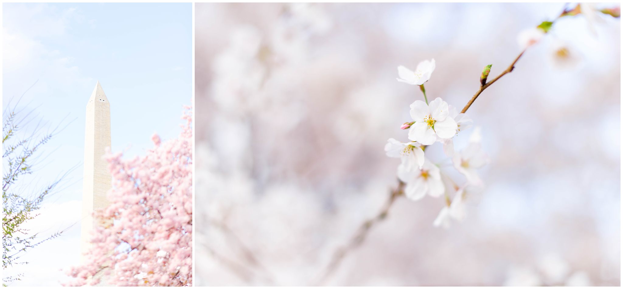 Washington, DC Cherry Blossoms