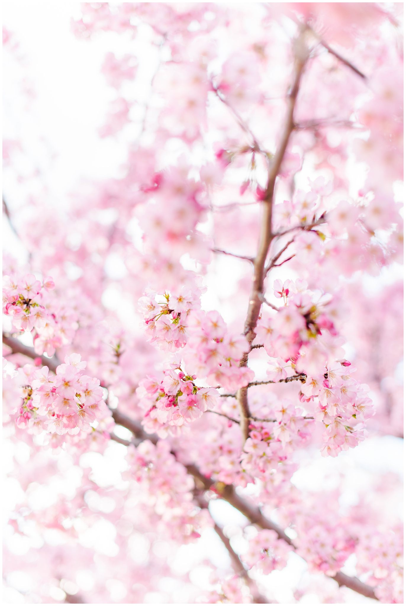 Washington, DC Cherry Blossoms