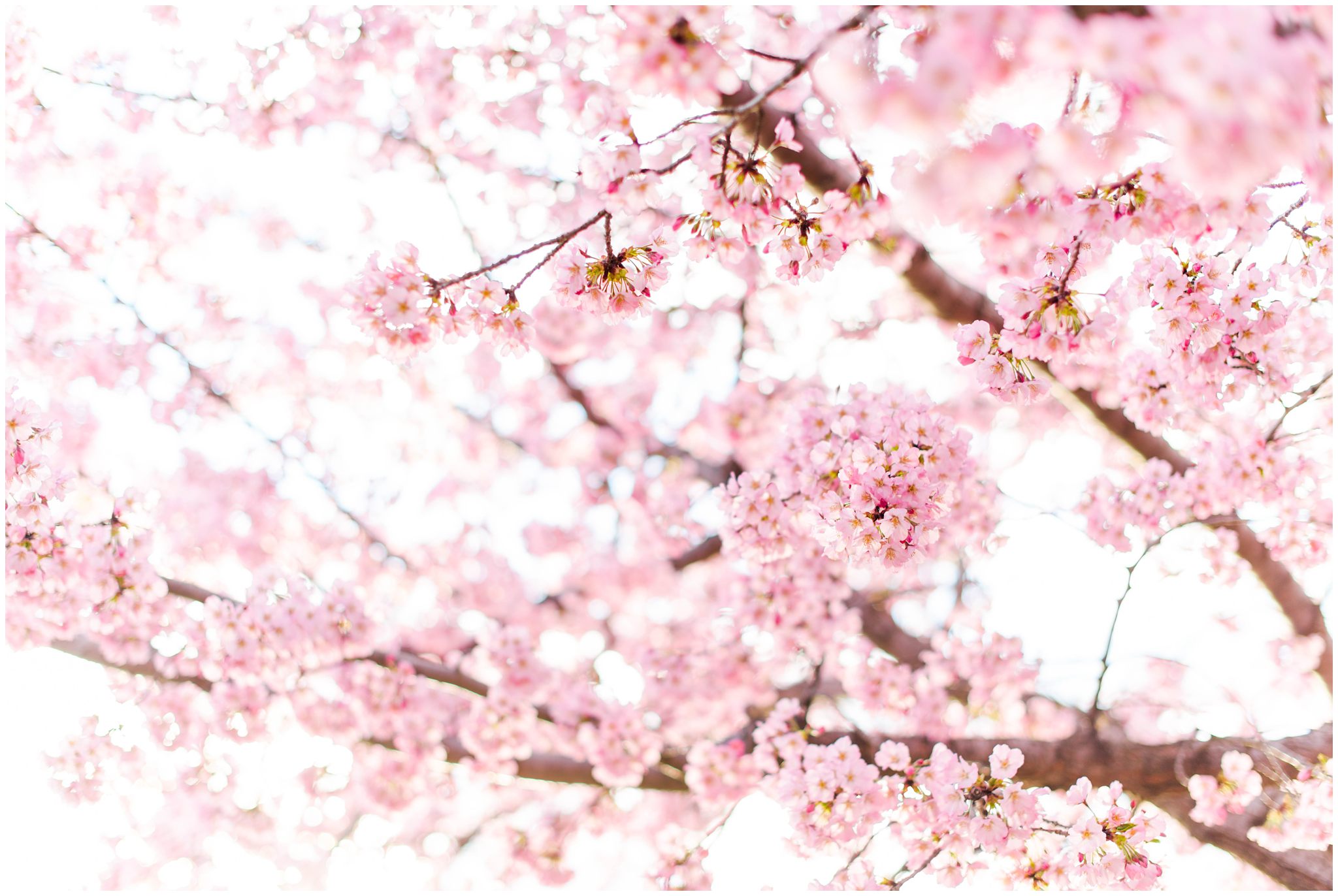 Washington, DC Cherry Blossoms