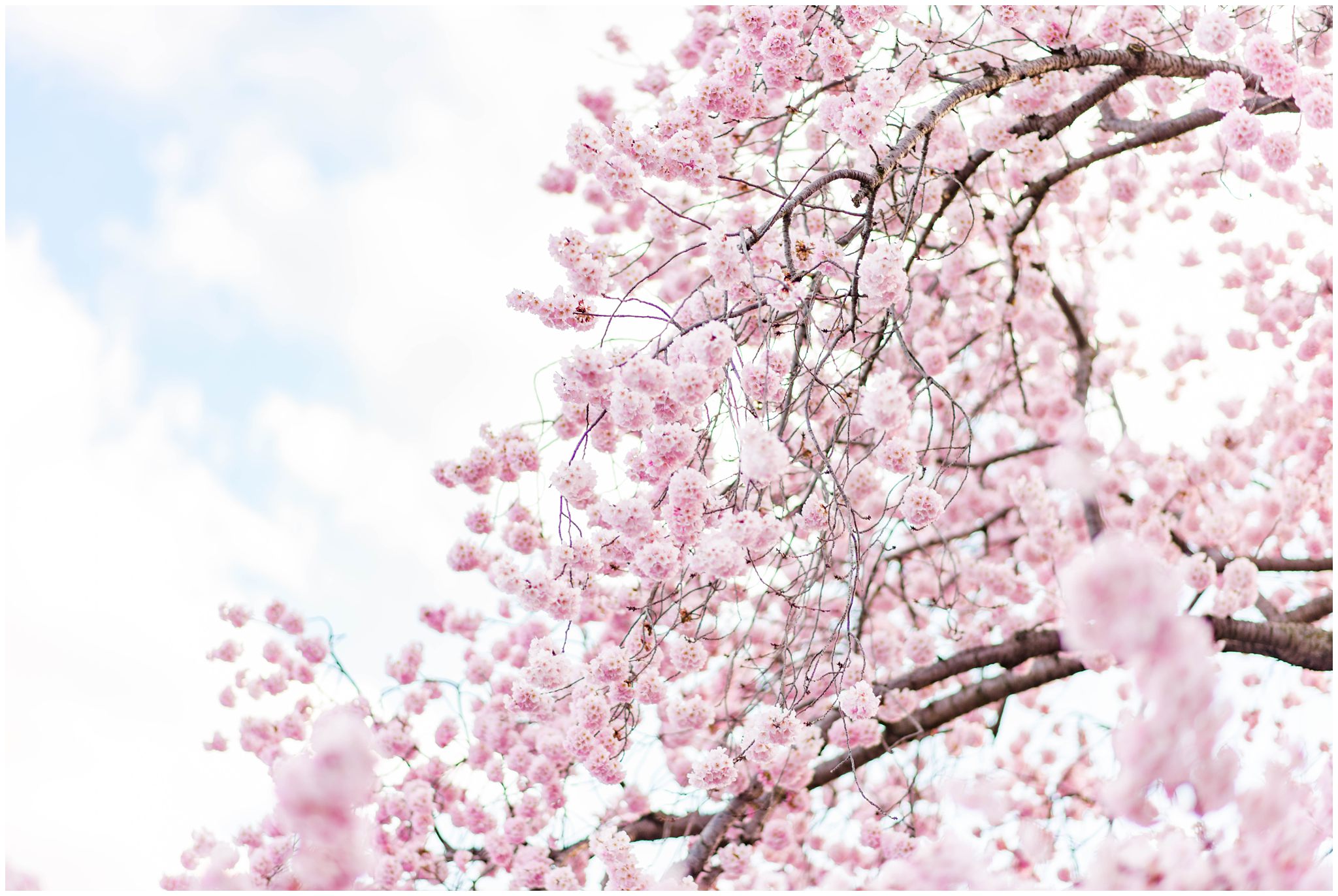 Washington, DC Cherry Blossoms