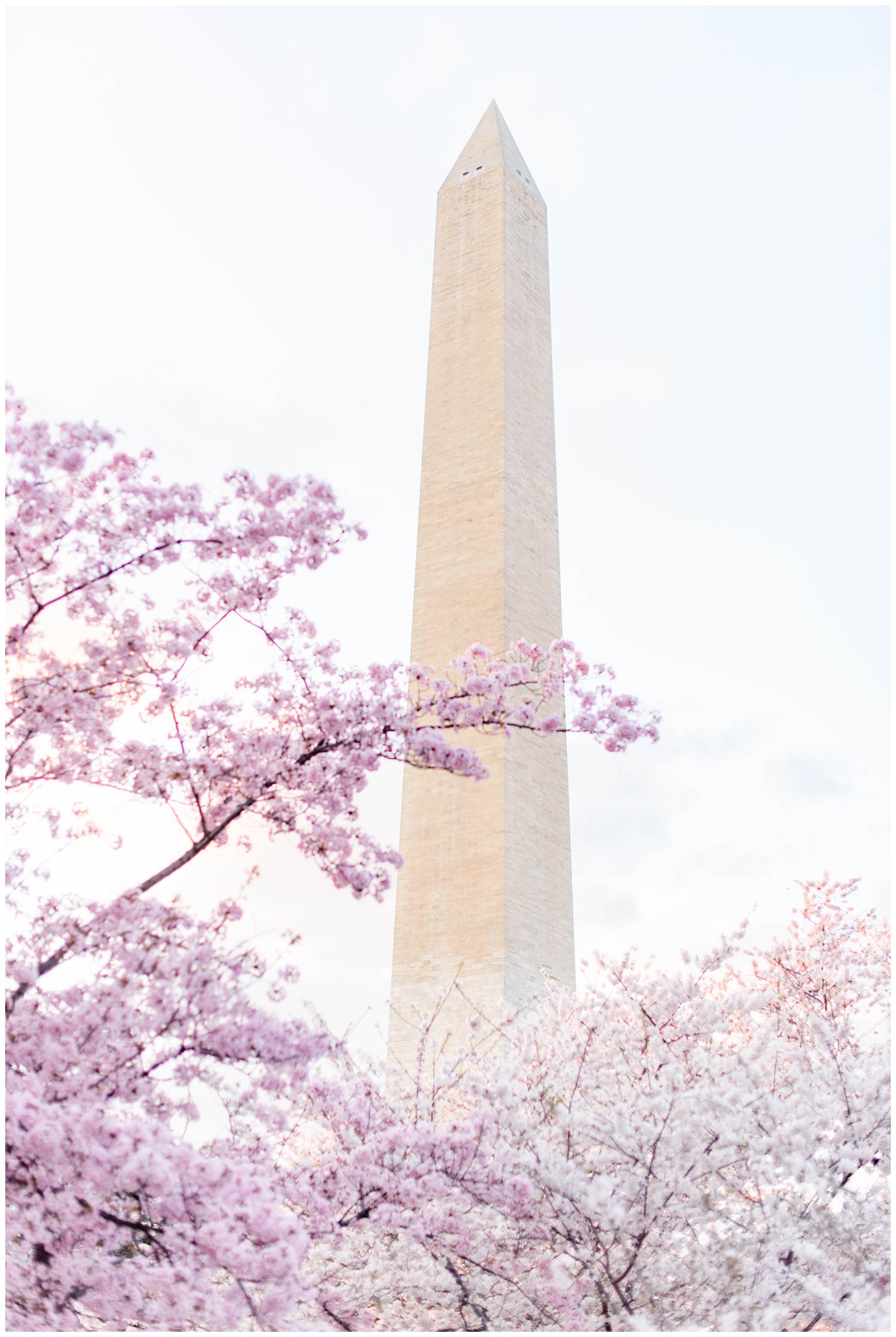 Washington Monument and DC Cherry Blossoms