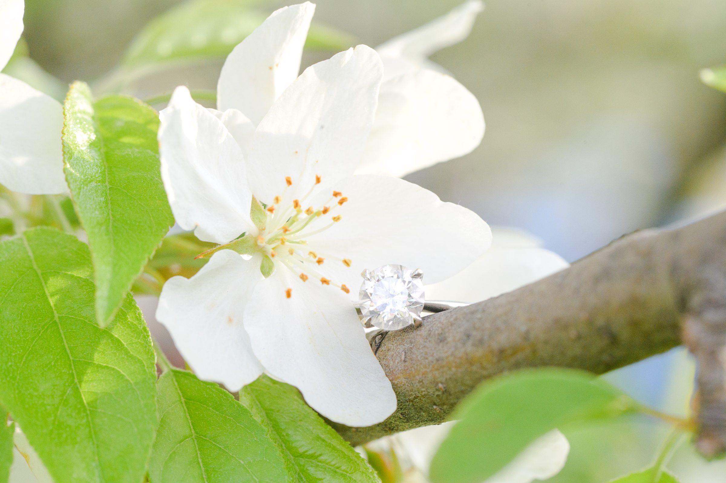 Beautiful round cut diamond engagement ring with spring blossoms at Constitution Gardens engagement session by Maryland Wedding Photographer Cait Kramer