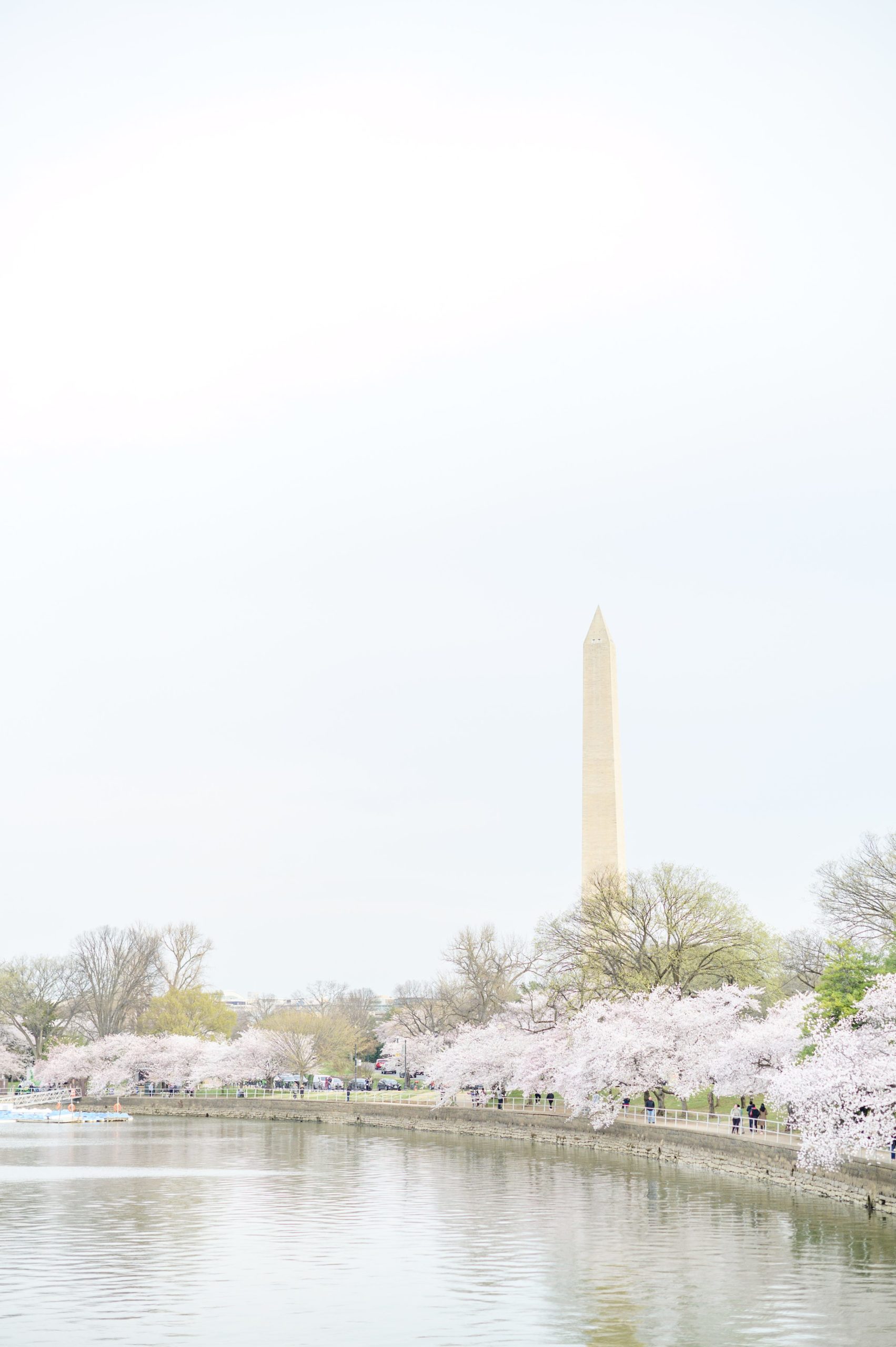 Mama-to-be poses with her bump amongst the cherry blossoms at the Washington, DC Tidal Basin during a maternity session photographed by Cait Kramer Photography