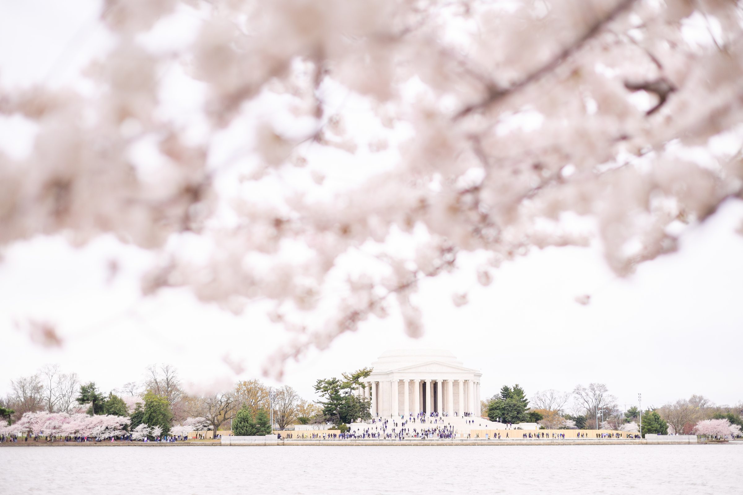 Jefferson Memorial and Tidal Basin views during the cherry blossoms by Washington, DC Photographer Cait Kramer