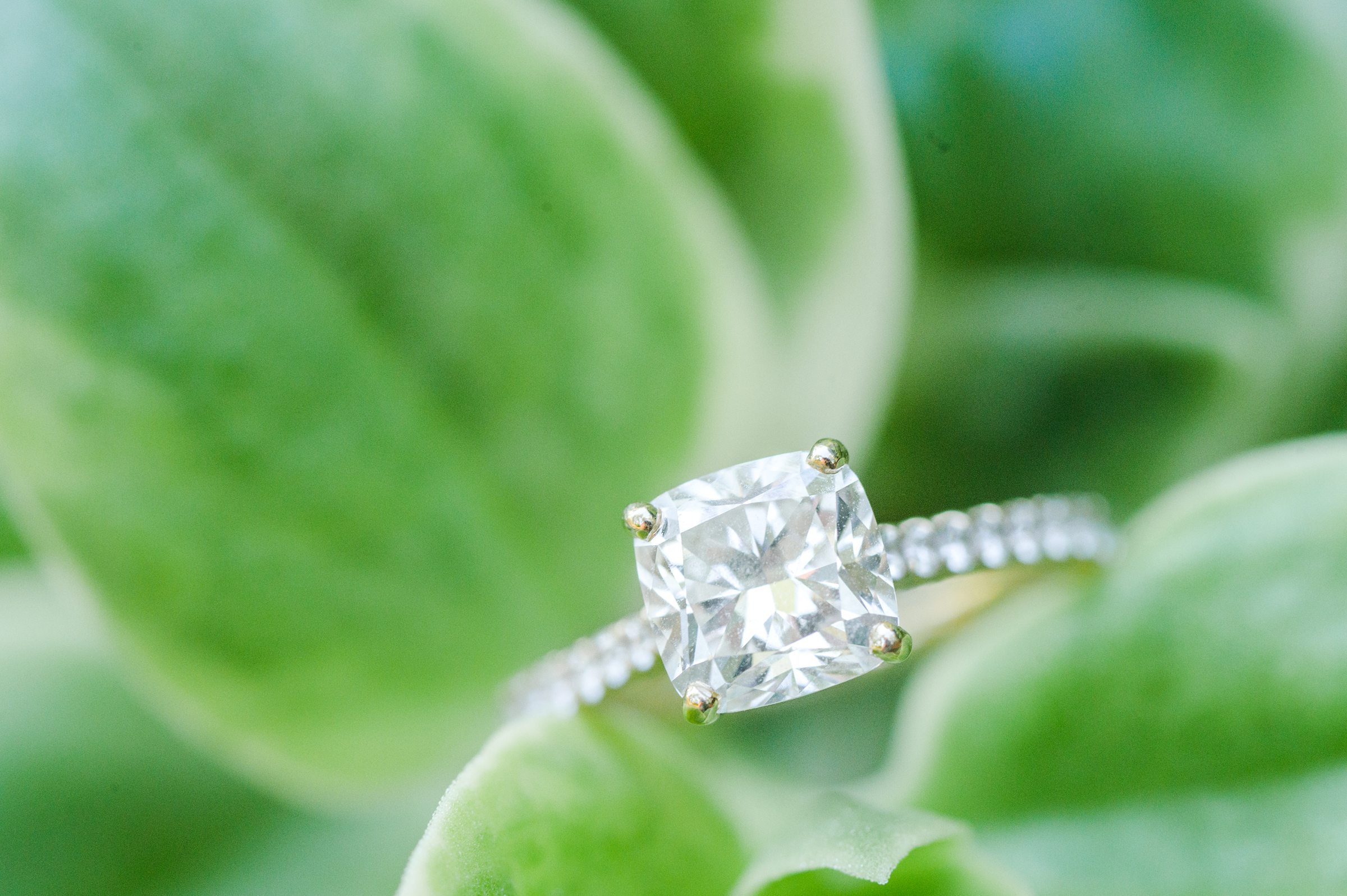 Engaged couple at a local park for their summer engagement session at Fort Hunter Mansion and Park in Harrisburg, Pennsylvania photographed by Baltimore Wedding Photographer Cait Kramer Photography