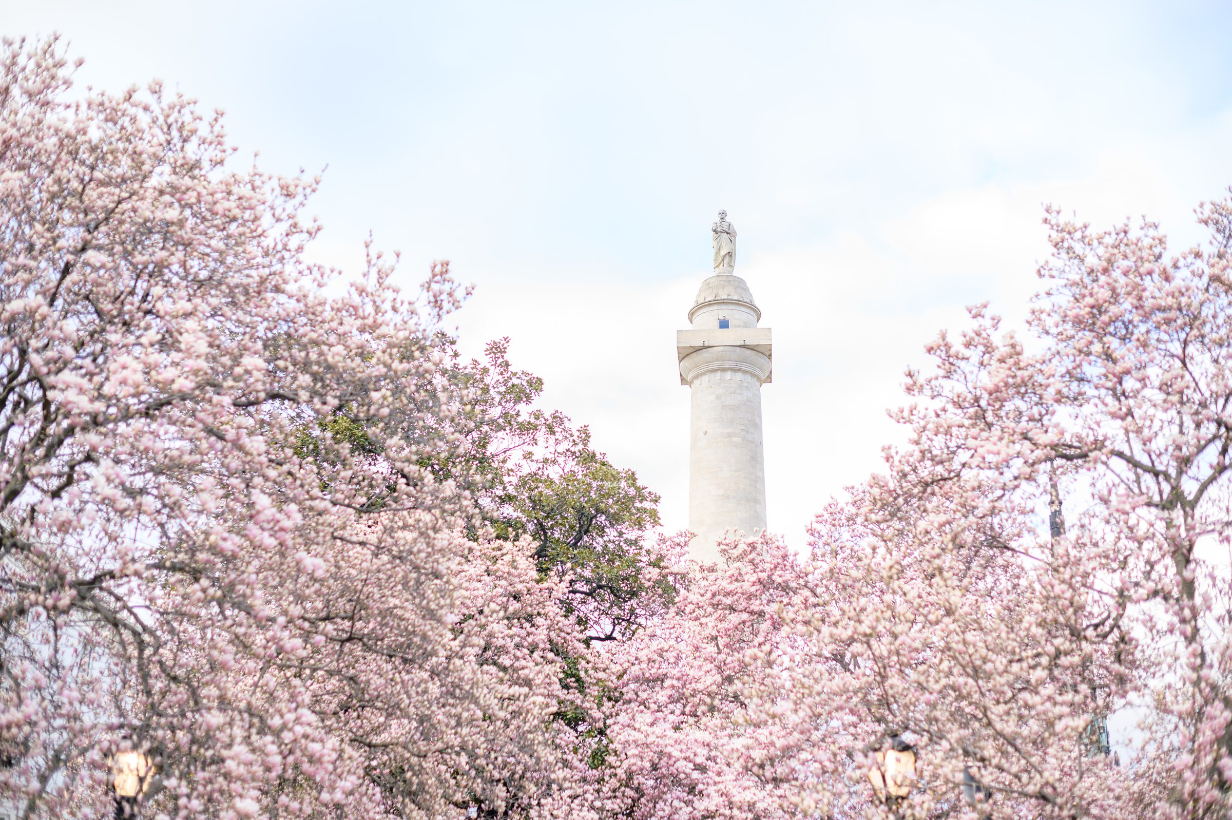 Meg and Sean's maternity photos in Baltimore featuring stunning pink magnolia trees by Baltimore Photographer Cait Kramer Photography