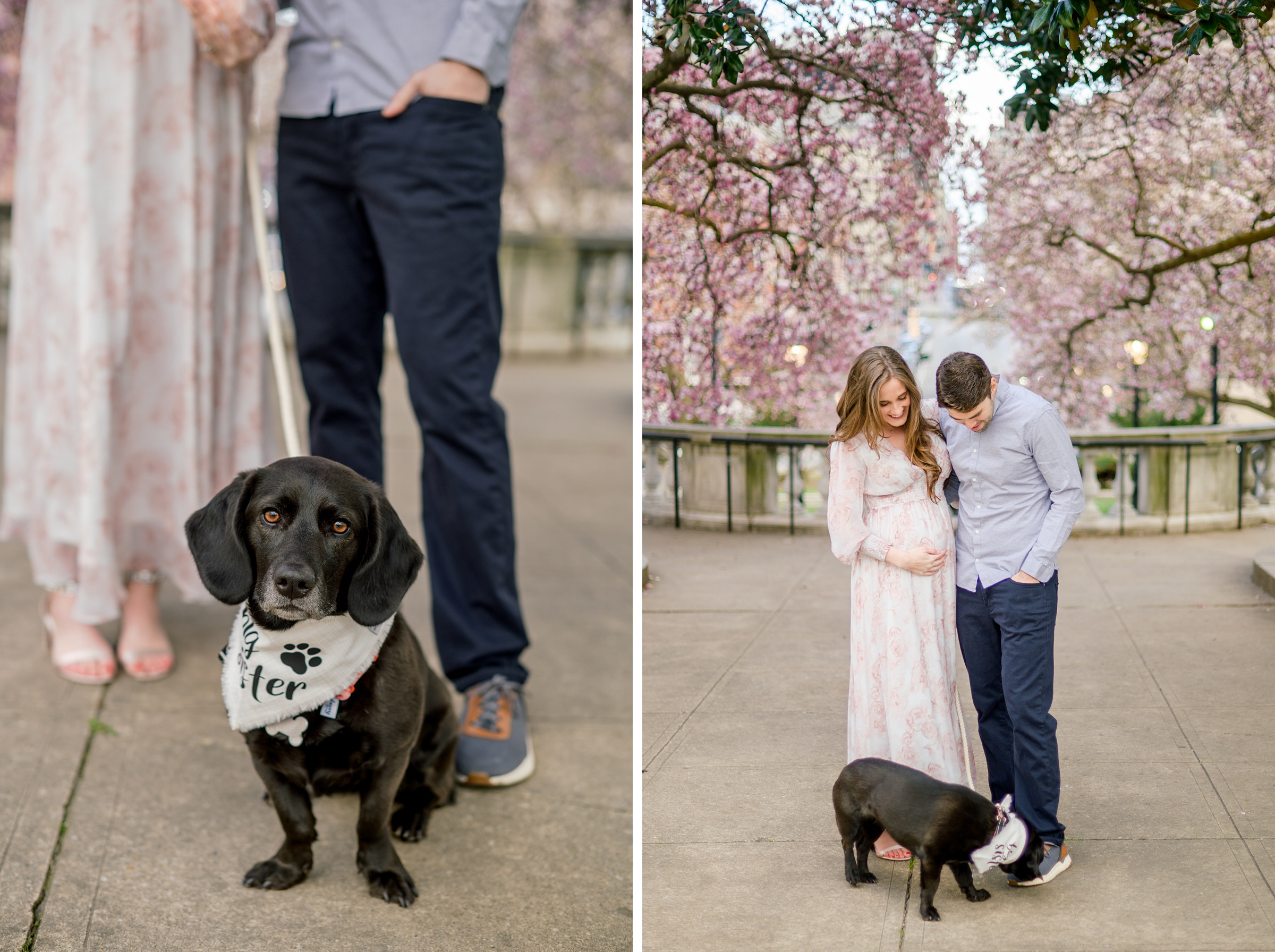 Meg and Sean's maternity photos in Baltimore featuring stunning pink magnolia trees by Baltimore Photographer Cait Kramer Photography