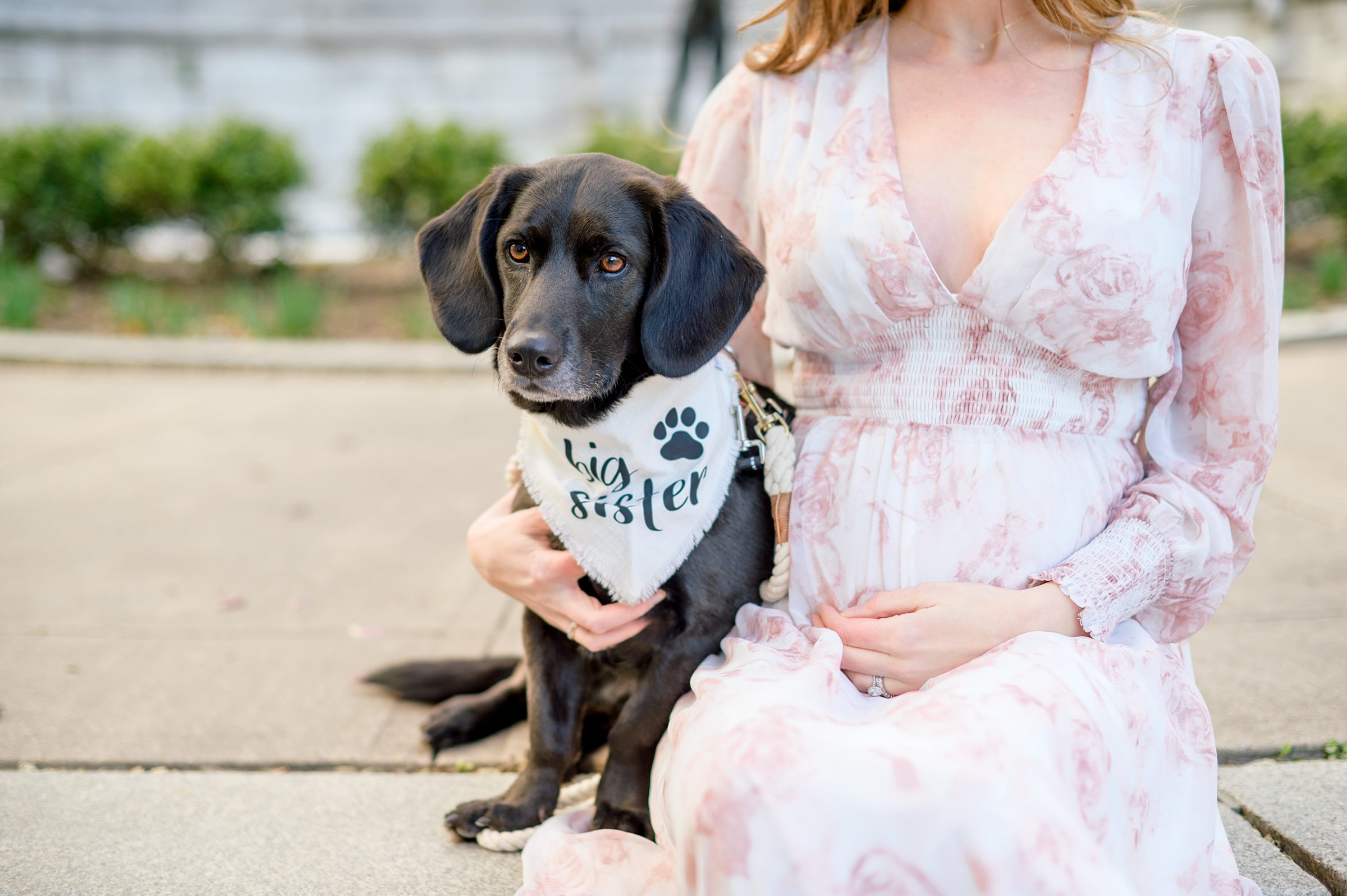 Meg and Sean's maternity photos in Baltimore featuring stunning pink magnolia trees by Baltimore Photographer Cait Kramer Photography