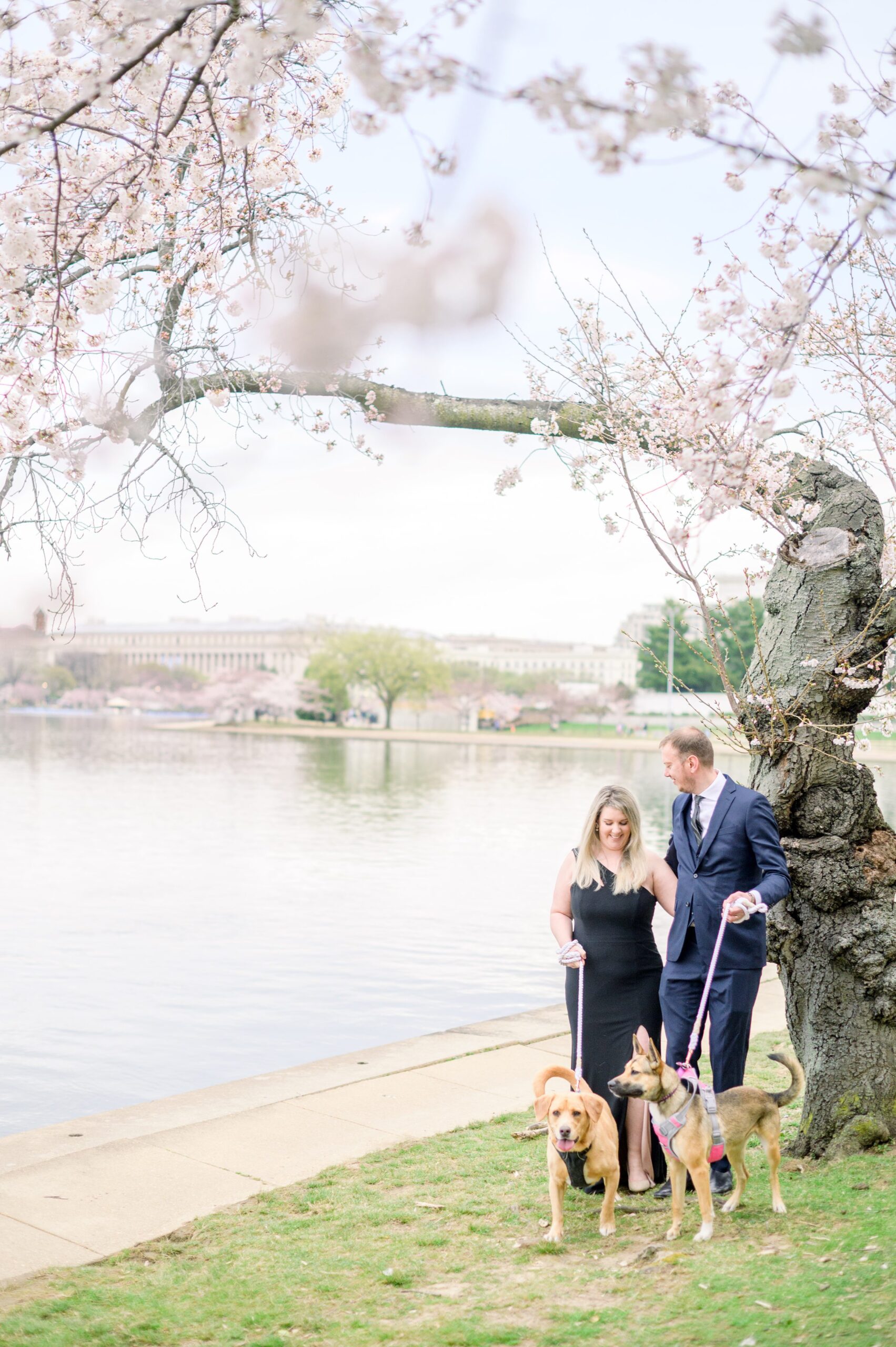 Cherry Blossom portrait session at the Jefferson Memorial in Washington DC photographed by Baltimore Wedding Photographer Cait Kramer Photography