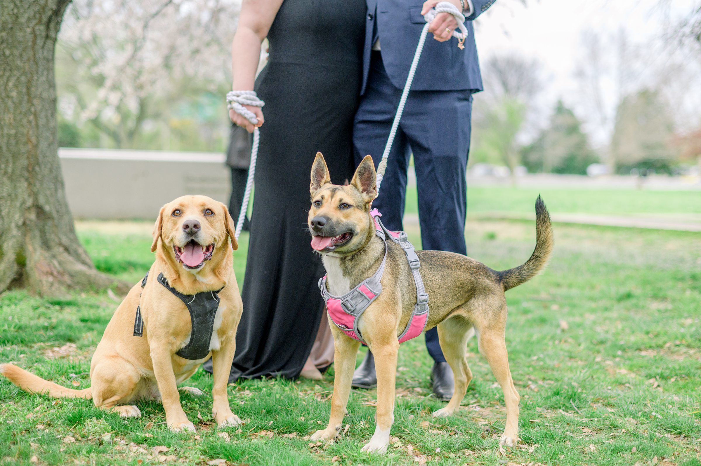 Cherry Blossom portrait session at the Jefferson Memorial in Washington DC photographed by Baltimore Wedding Photographer Cait Kramer Photography