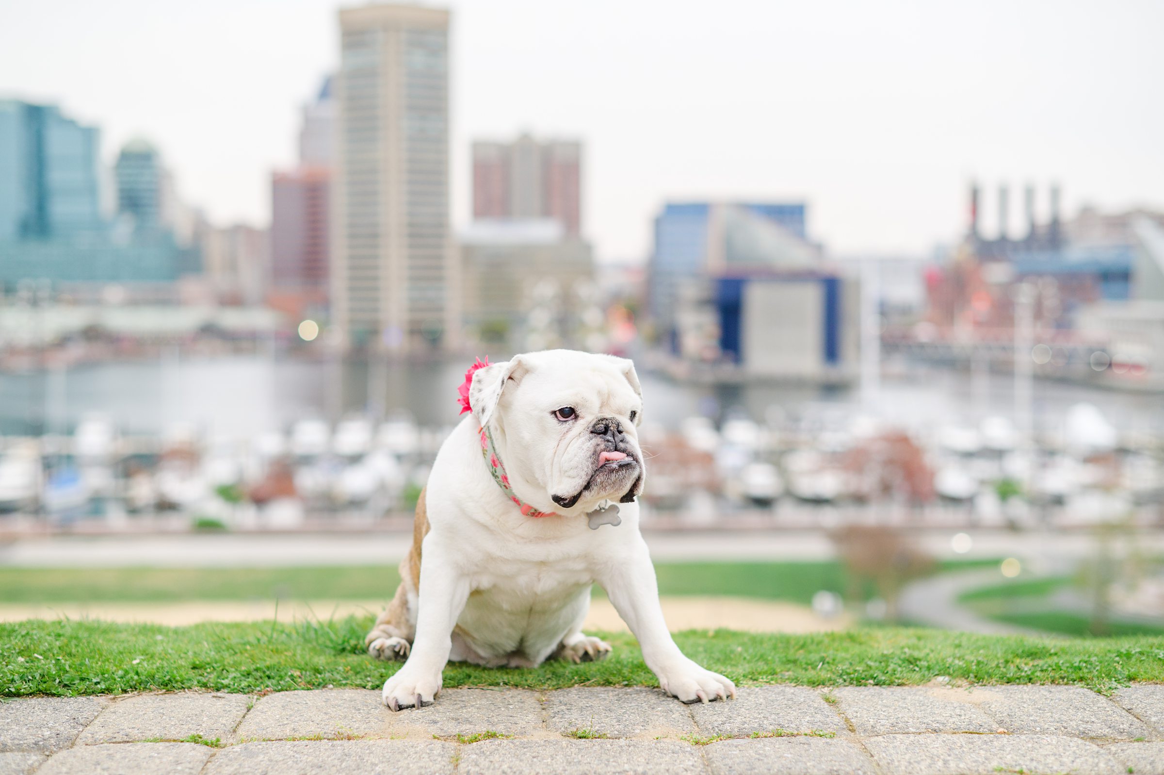 Baltimore Pet Portrait mini session with Lindsey and her English Bulldog, Molly at Federal Hill Park in Baltimore, MD