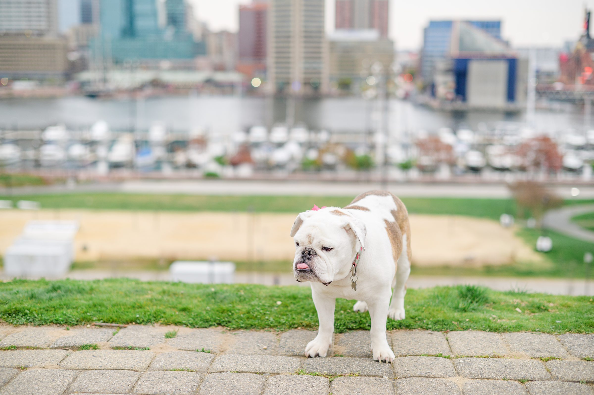 Baltimore Pet Portrait mini session with Lindsey and her English Bulldog, Molly at Federal Hill Park in Baltimore, MD