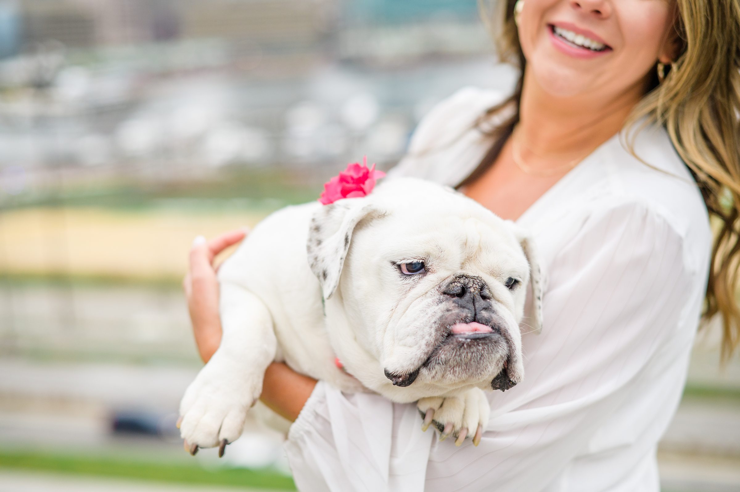 Baltimore Pet Portrait mini session with Lindsey and her English Bulldog, Molly at Federal Hill Park in Baltimore, MD