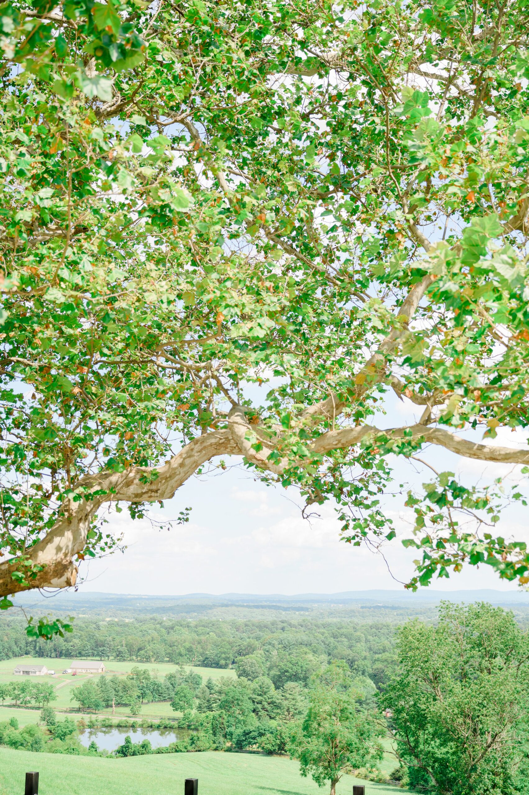 Wedding Ceremony at The View at Bluemont photographed by Baltimore Wedding Photographer Cait Kramer.