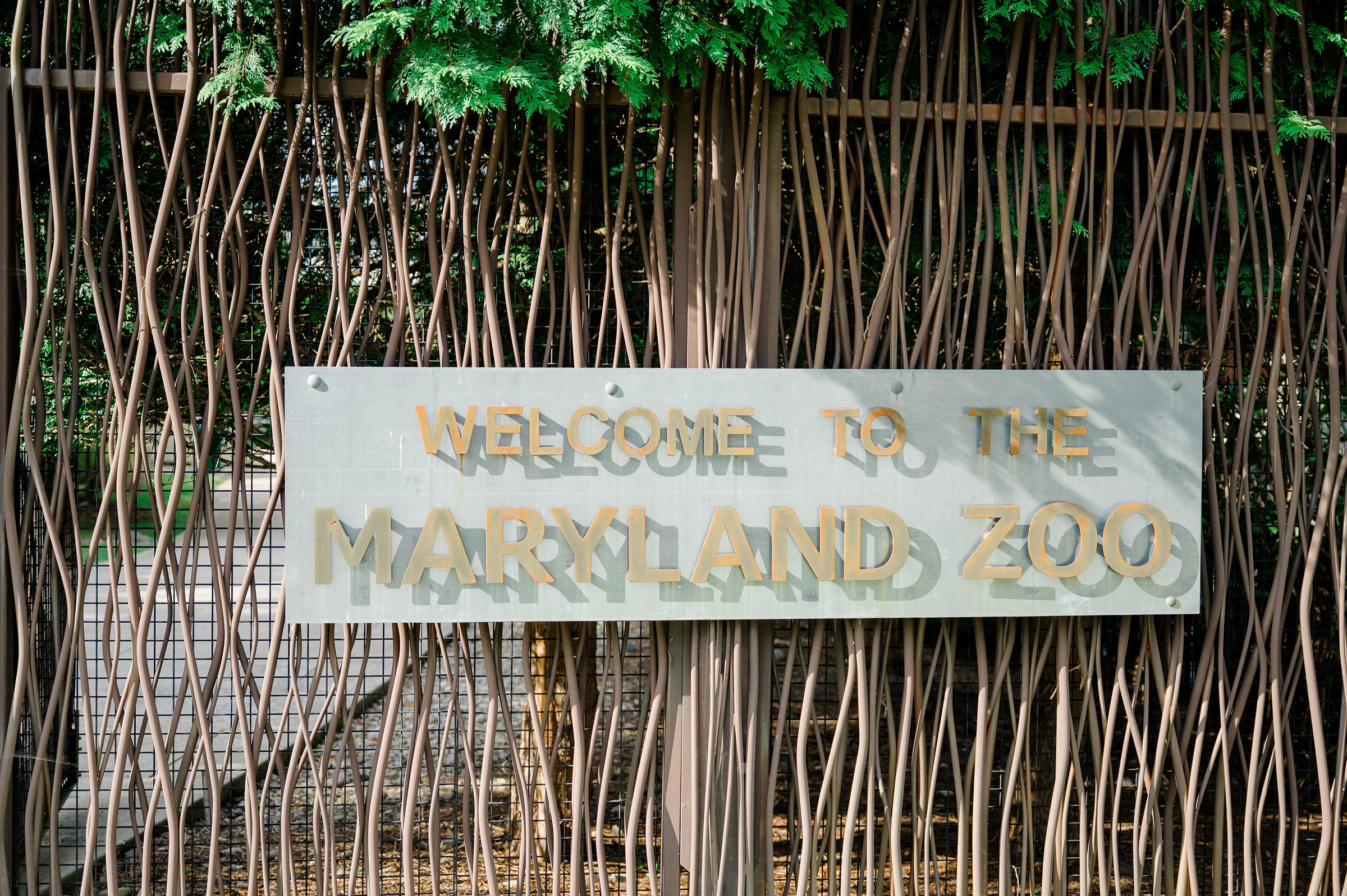 Maryland Zoo wedding photographed by Baltimore Wedding Photographer Cait Kramer.