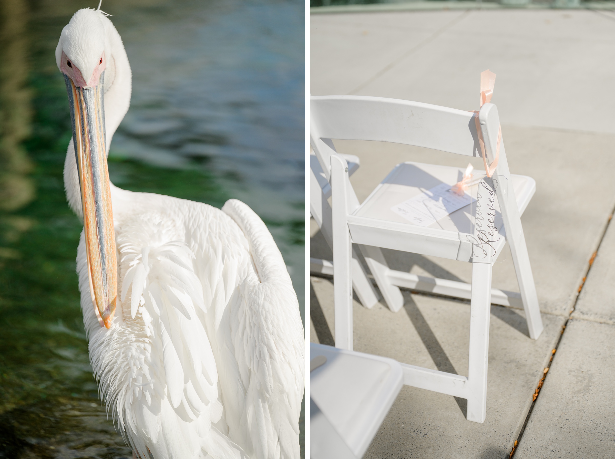 Wedding Ceremony at the Maryland Zoo photographed by Baltimore Wedding Photographer Cait Kramer.