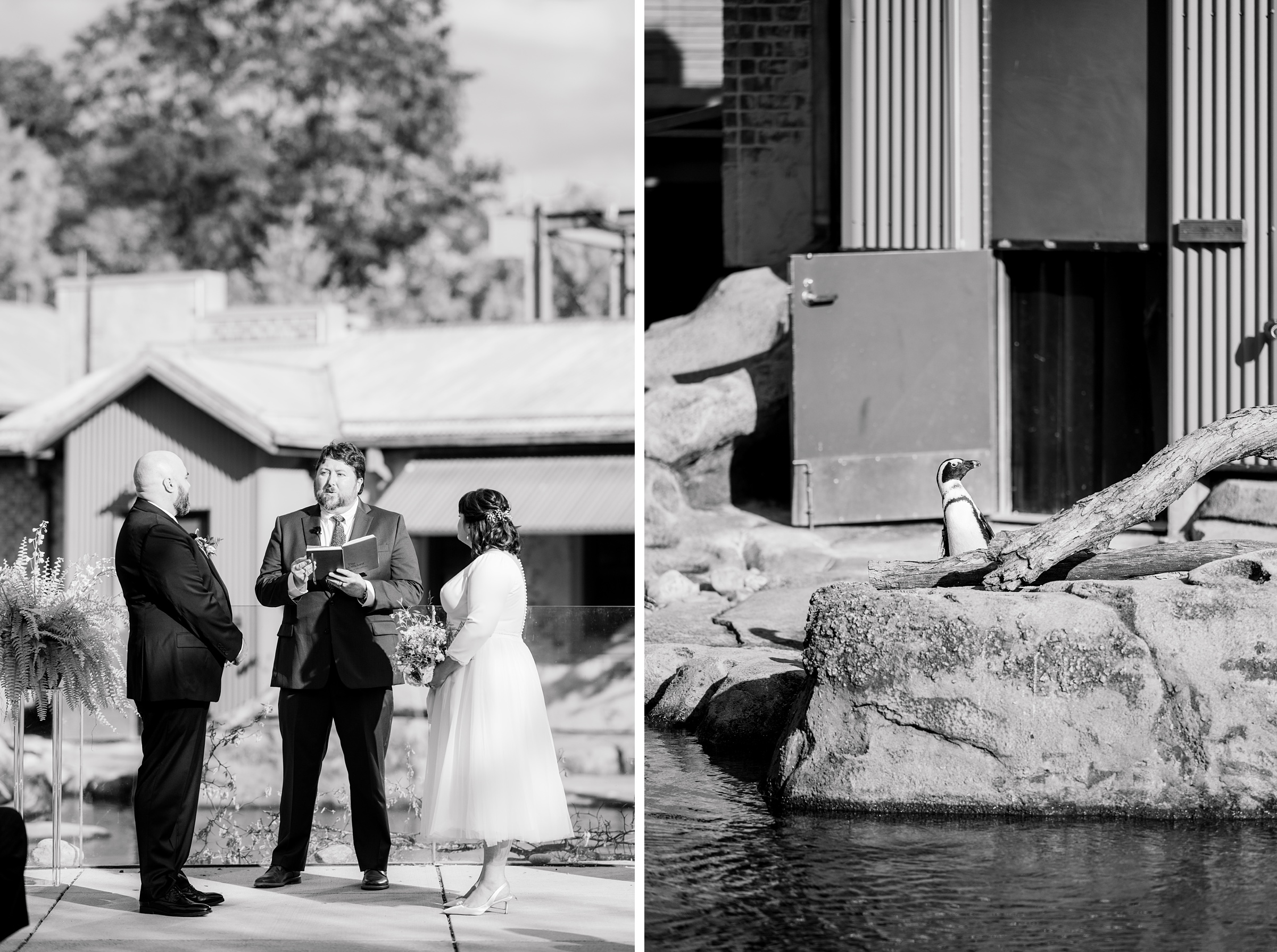 Wedding Ceremony at the Maryland Zoo photographed by Baltimore Wedding Photographer Cait Kramer.