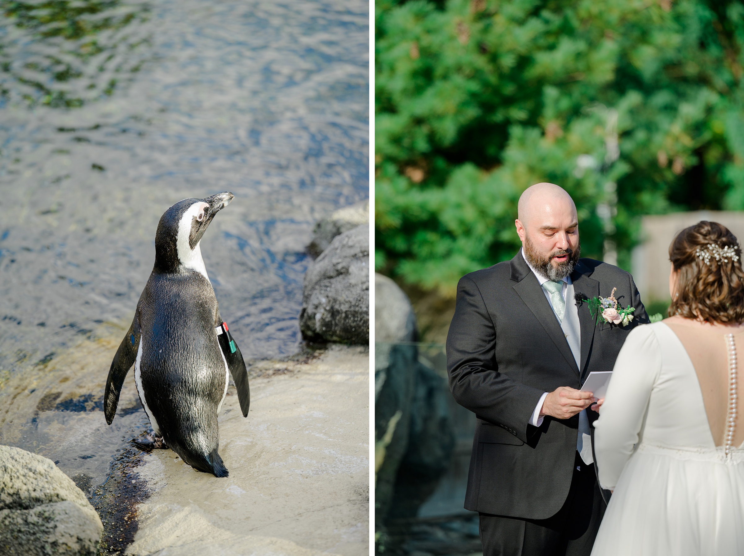 Wedding Ceremony at the Maryland Zoo photographed by Baltimore Wedding Photographer Cait Kramer.