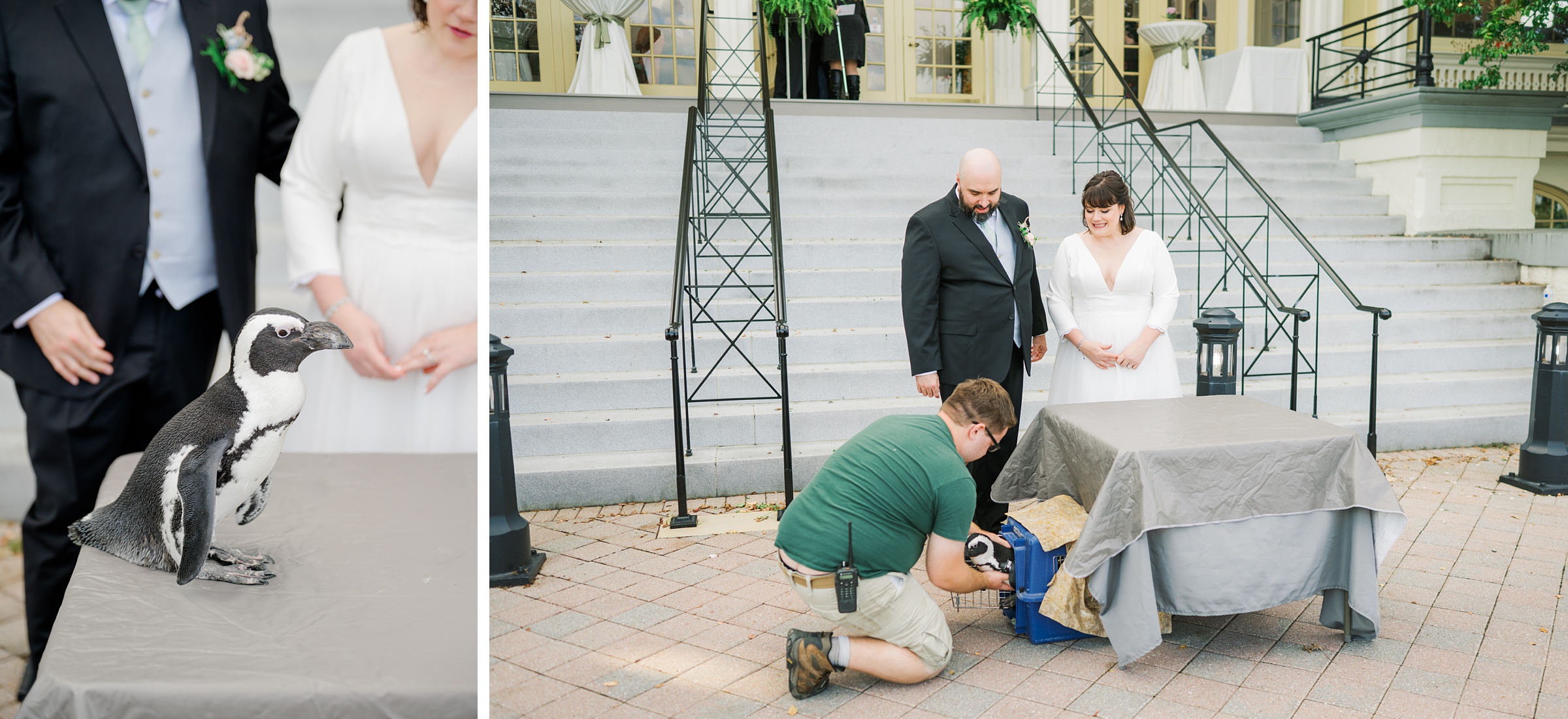 Wedding Reception at the Maryland Zoo photographed by Baltimore Wedding Photographer Cait Kramer.