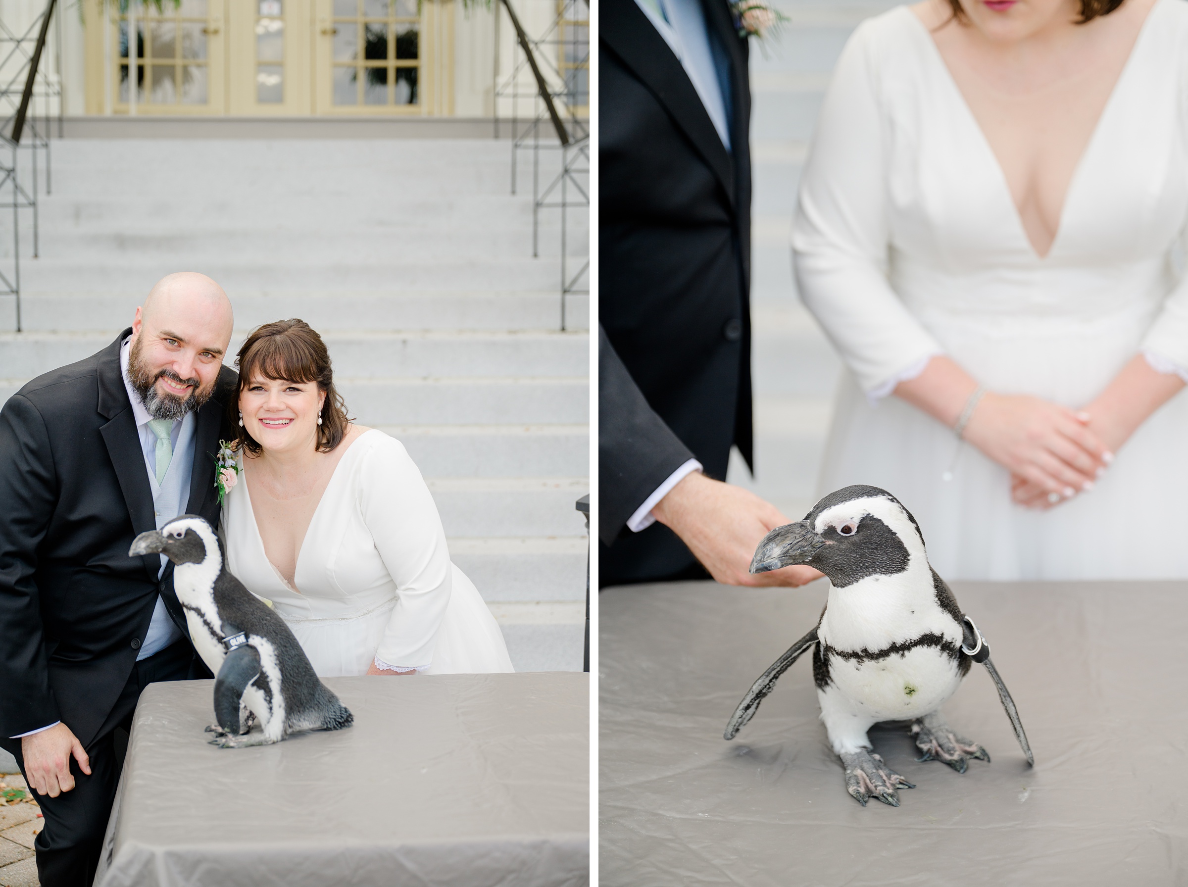 Wedding Reception at the Maryland Zoo photographed by Baltimore Wedding Photographer Cait Kramer.