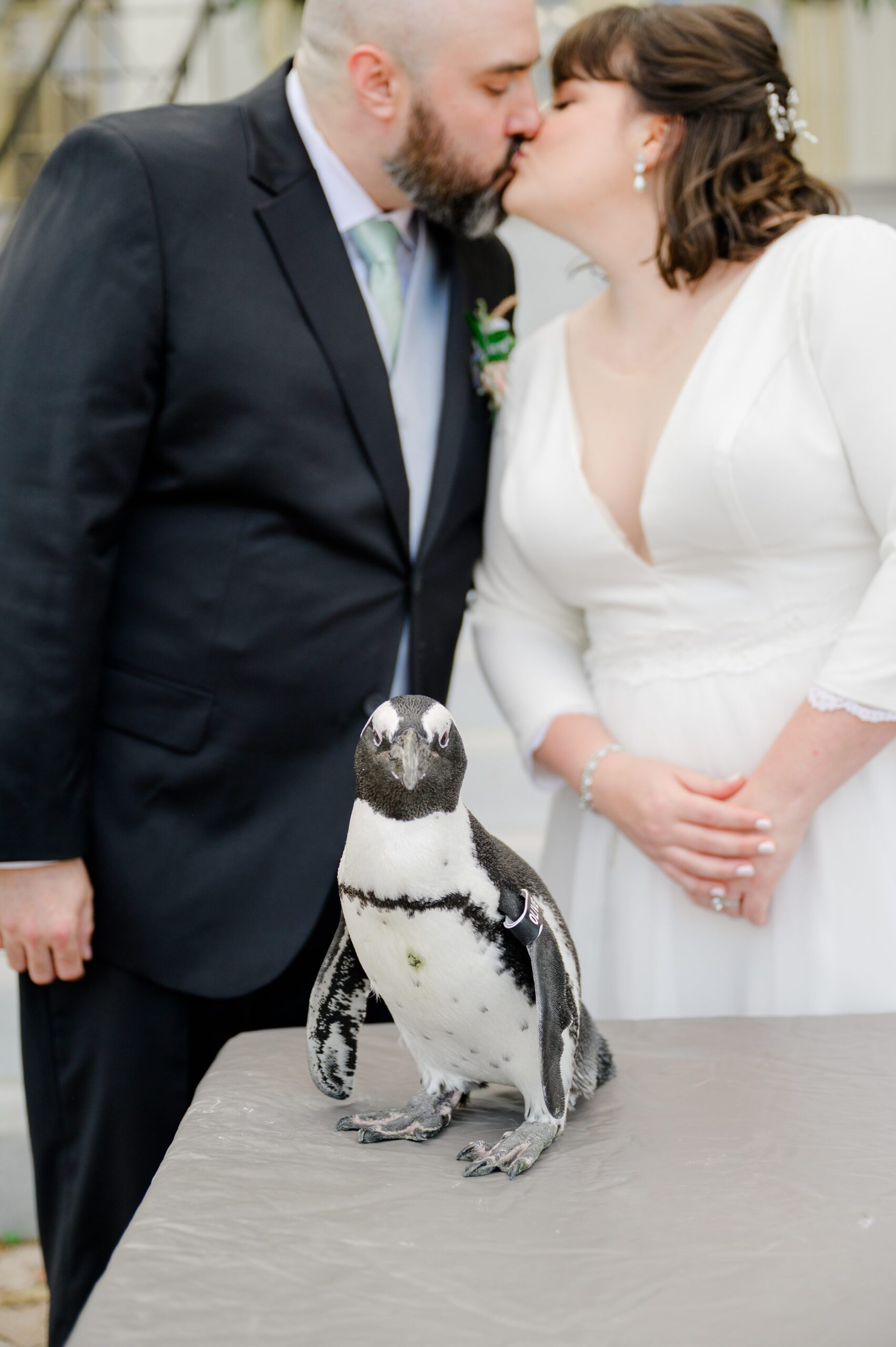 Wedding Reception at the Maryland Zoo photographed by Baltimore Wedding Photographer Cait Kramer.