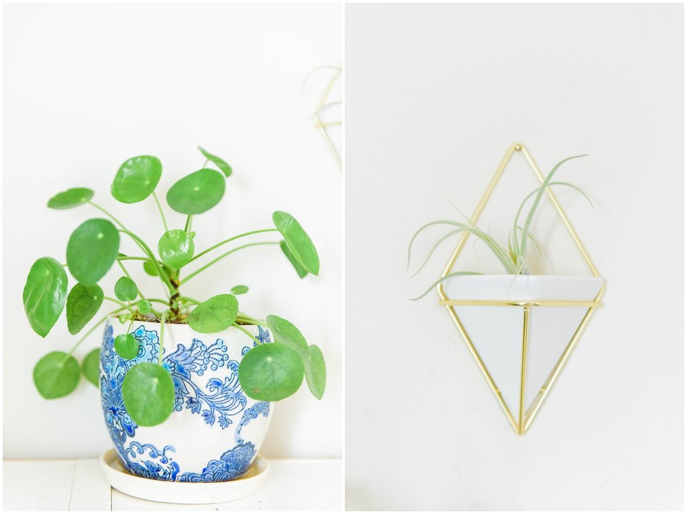  Left: Pilea Plant Right: Air Plant 