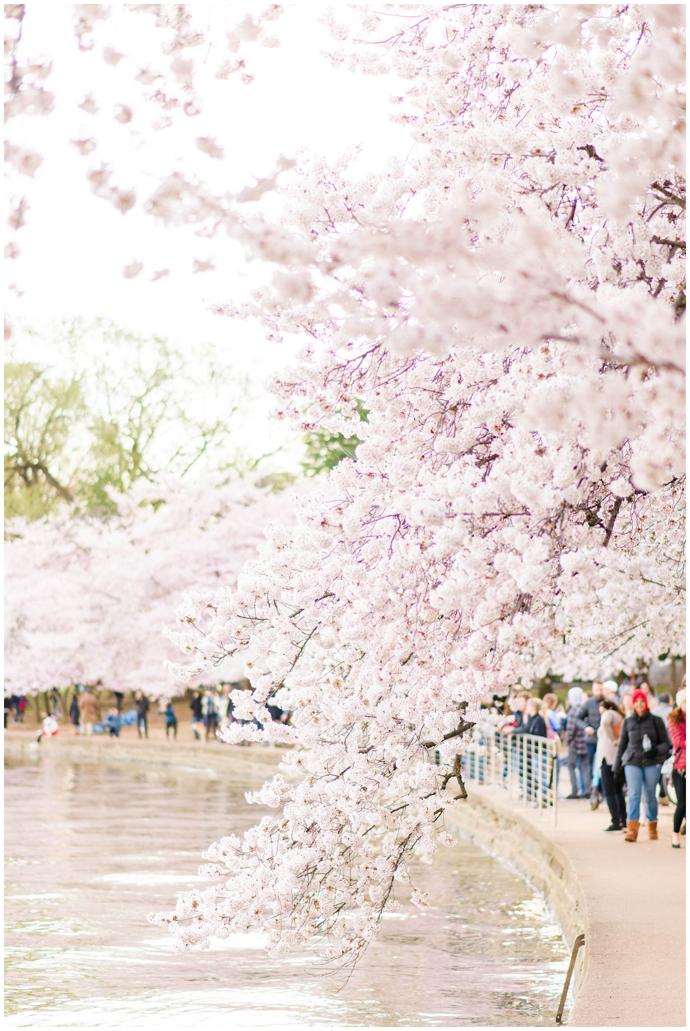 DC Cherry Blossom Crowds