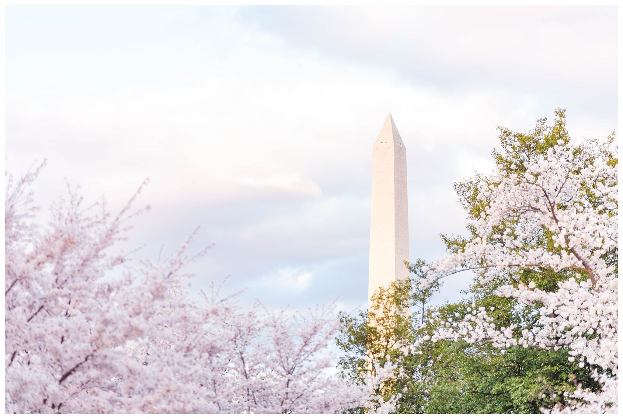 Washington Monument and DC's Cherry Blossoms