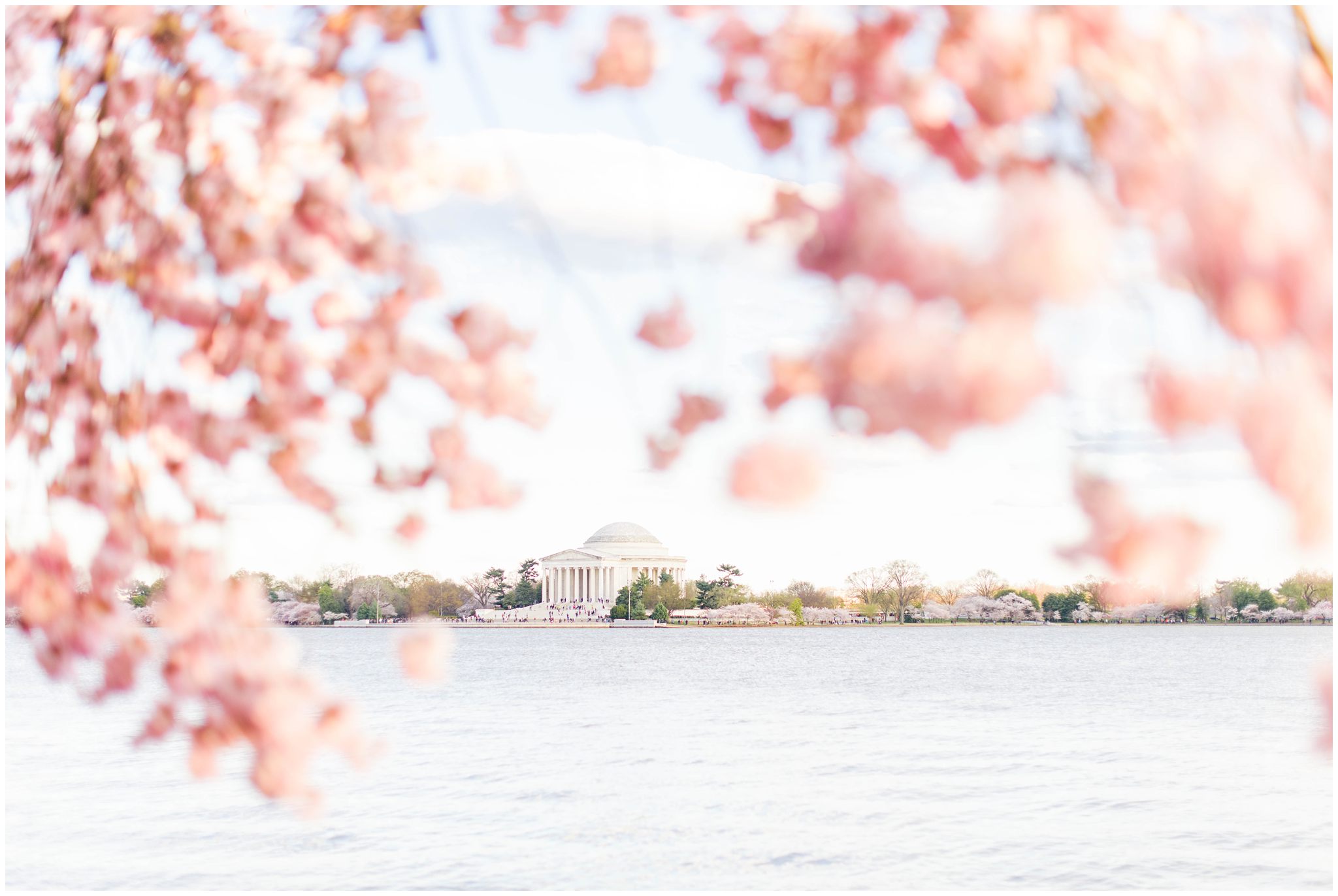 Jefferson Memorial with Cherry Blossoms in Washington, DC