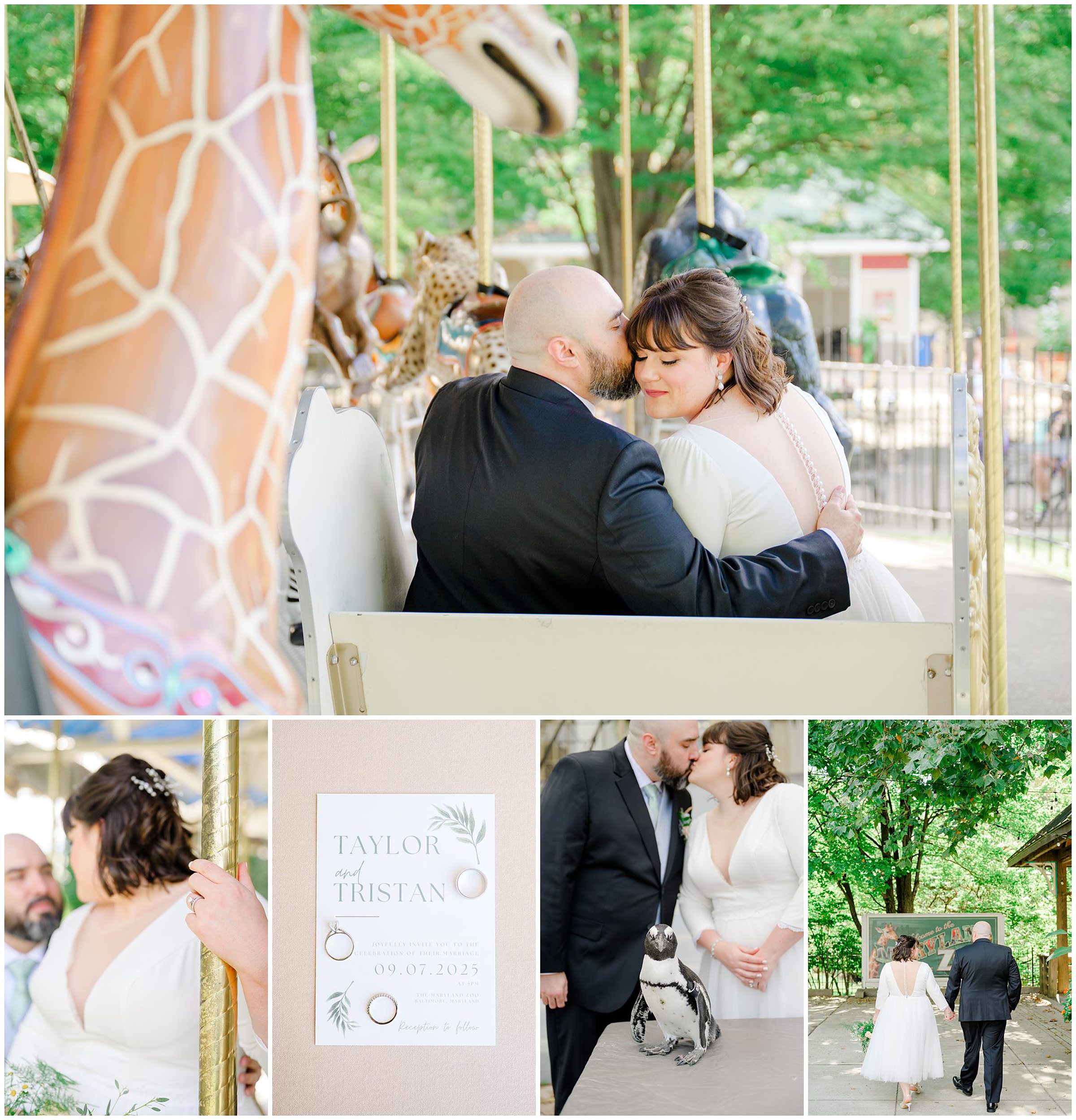 Summer wedding day at the Maryland Zoo in Baltimore, Maryland photographed by Baltimore Wedding Photographer Cait Kramer.
